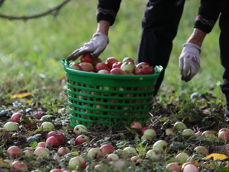 Geld erhalten für innovative Produkte aus Streuobst, innovatives Handwerk oder Dienstleistungen mit dem Förderprogramm "Gründung am Land". Foto: Albrecht E. Arnold / pixelio.de