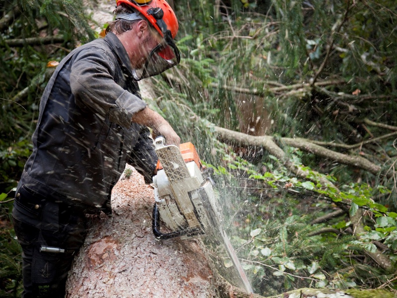 In Vorarlbergs Wäldern wächst genügend Holz nach, um die Nachfrage nach regionalem Holz zu befriedigen. Foto: Landwirtschaftskammer Vorarlberg