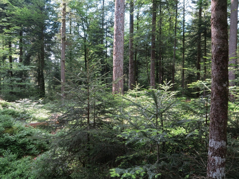 Die Plenterwälder mit Bäumen aller Dimensionen sind eine Besonderheit in der Region Vorderwald-Egg und sollen erhalten werden. Foto: Thomas Ölz