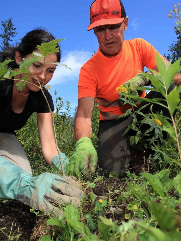 Etwas tun für Natur und Klima: zum Beispiel invasive Pflanzen ausreissen und einheimische Bäume pflanzen. Foto: Klimafonds Krobath