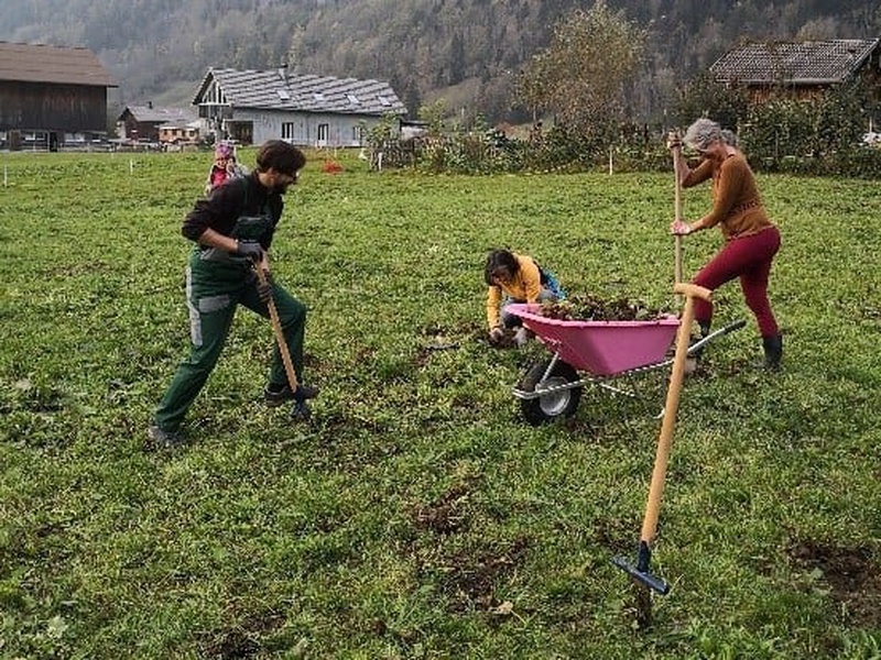 Zuerst wurde auf der Wiese in Bezau Ampfer gestochen, jetzt im Frühling folgen die Pflanzarbeiten.