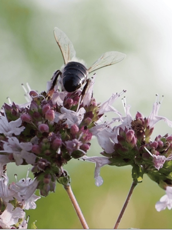 Ordensschwester, Landwirtin, Jungimker: Die Videos zeigen die Wichtigkeit der Bienen und die Begeisterung der Menschen für die Bestäuber.