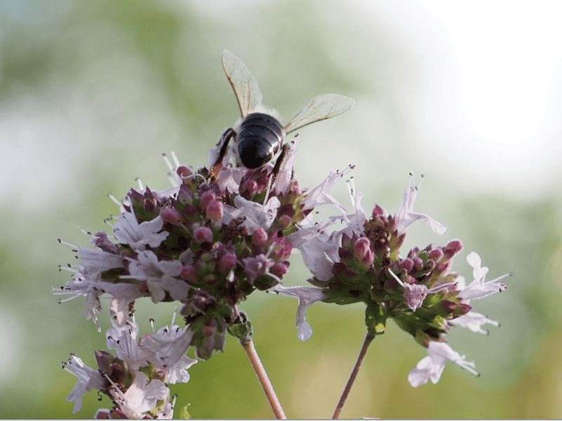 Ordensschwester, Landwirtin, Jungimker: Die Videos zeigen die Wichtigkeit der Bienen und die Begeisterung der Menschen für die Bestäuber.