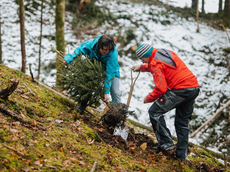 Bevor die ausgedienten Weihnachtsbäume im Wald ausgepflanzt wurden, erklärte Waldaufseher Sebastian Kolb die Gegebenheiten.